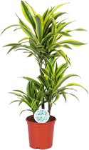 Groene plant – Drakenboom (Dracaena Lemon Lime) met bloempot – Hoogte: 60 cm – van Botanicly