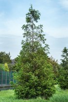 Metasequoia glyptostroboides C5 100-125 cm