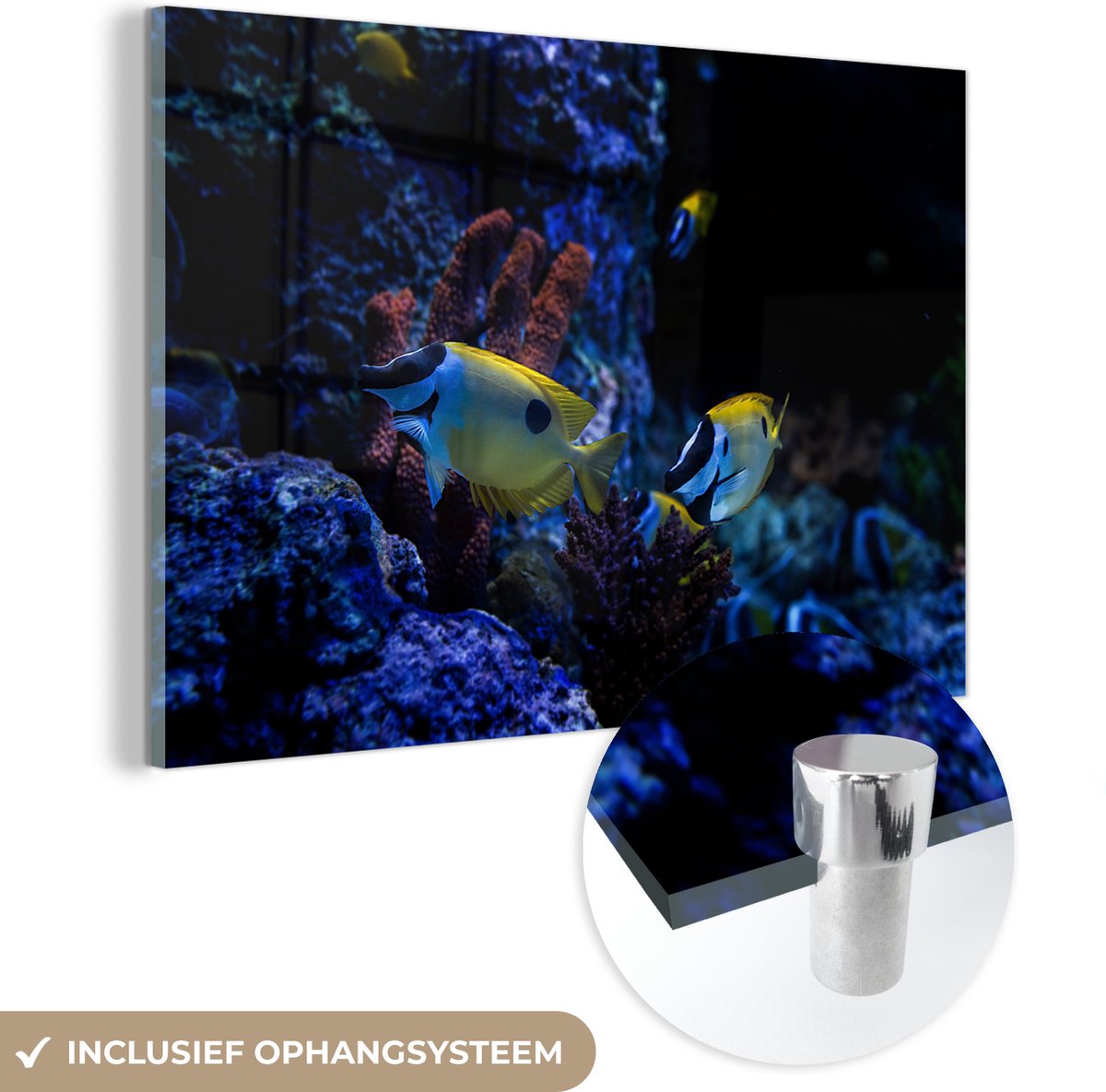 ® Glasschilderij 90x60 cm - Schilderij acrylglas - Aquariumvissen in een aquarium in Singapore. - Foto op glas - Muurdecoratie woonkamer - Wanddecoratie slaapkamer - Schilderijen