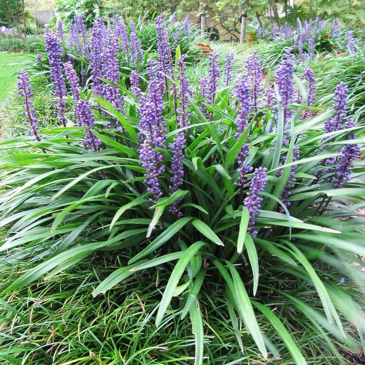 12 x Leliegras - Wintergroen Siergras - Liriope muscari in 9x9cm pot met hoogte 5-10cm