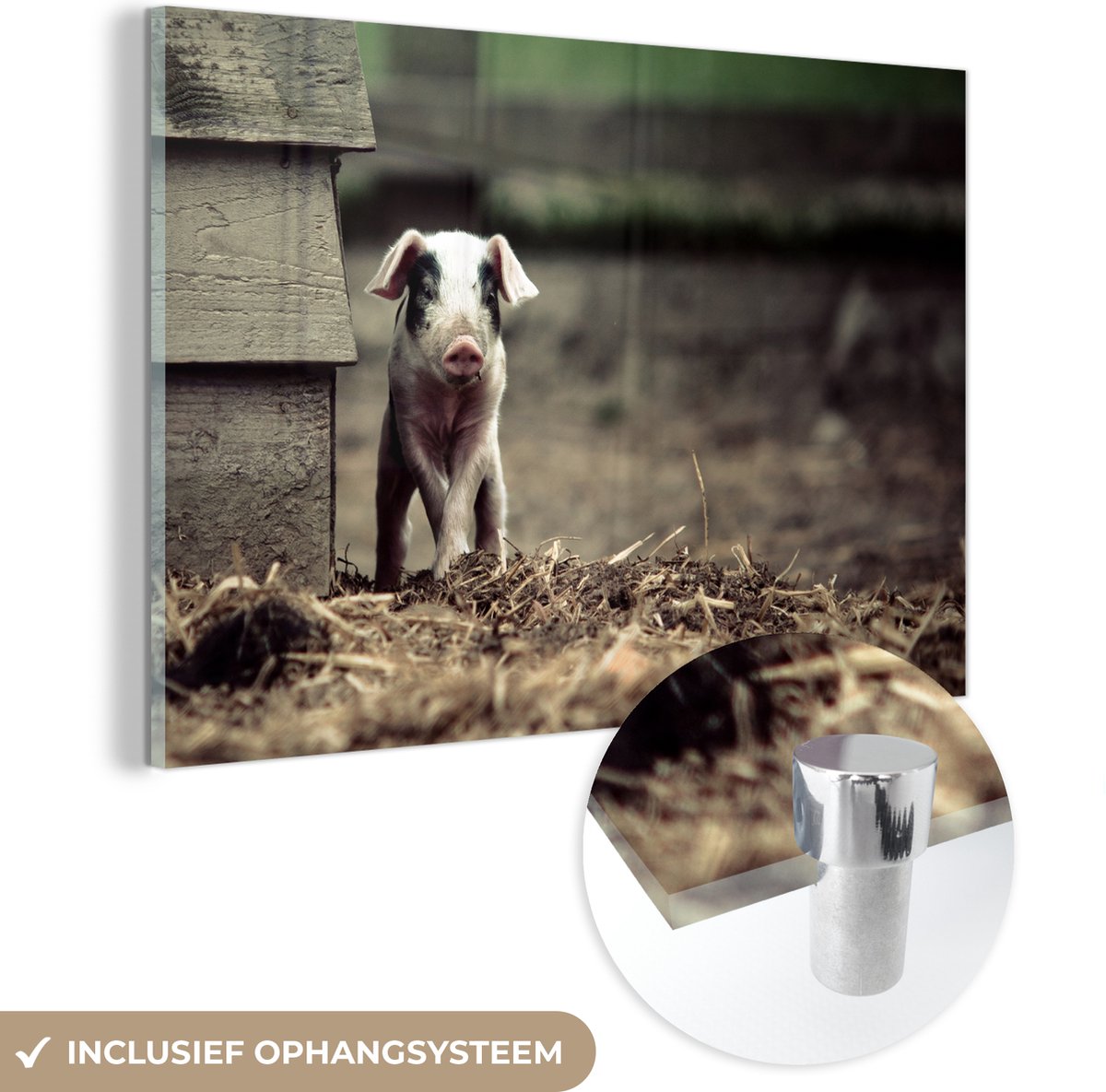 ® Glasschilderij 90x60 cm - Schilderij acrylglas - Varken - Stal - Baby - Foto op glas - Muurdecoratie woonkamer - Wanddecoratie slaapkamer - Schilderijen