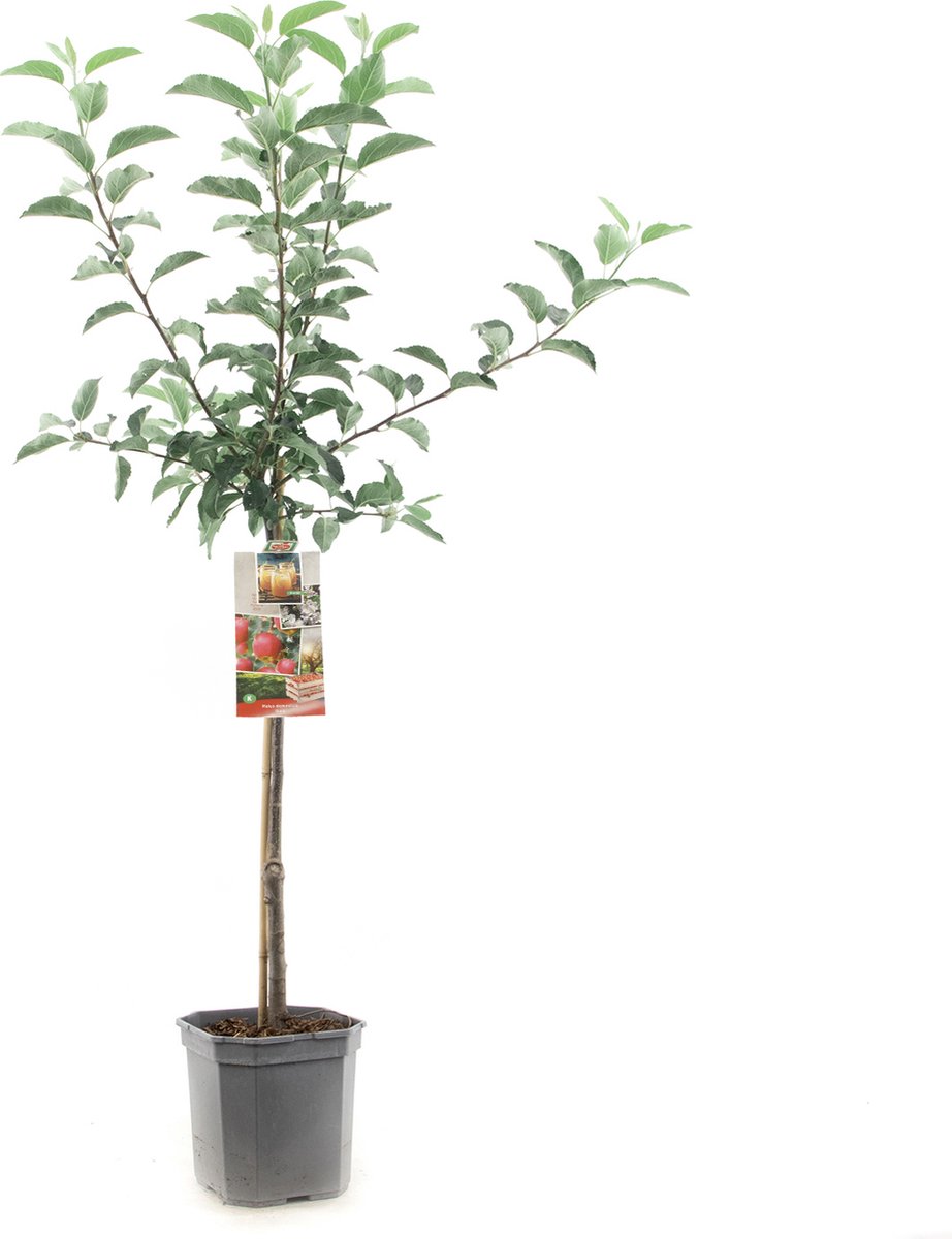 Appelboom - Malus domestica Gala - zoete handappel - laagstam