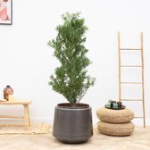 Podocarpus - 170cm