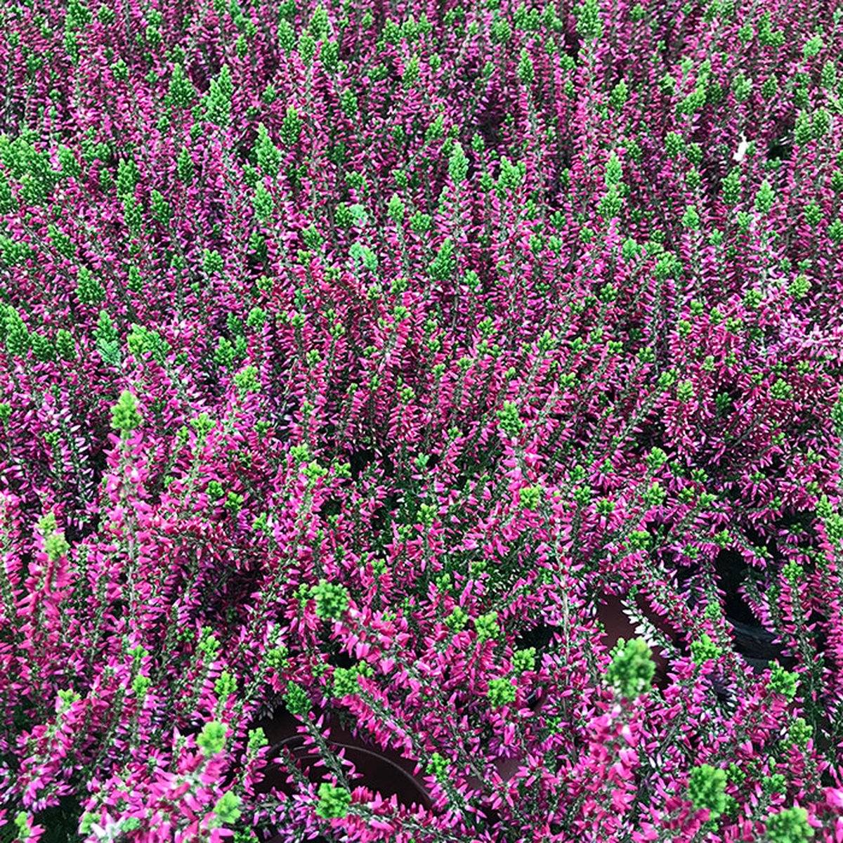 Bruyère Callune En Pot - Fleurs Mauves - Plante D'Extérieur Facile 10,5 Cm