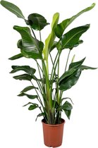 Trendyplants - Strelitzia Nicolai - Paradijsvogelbloem - Kamerplant - Hoogte 150-170 cm - Potmaat Ø24cm