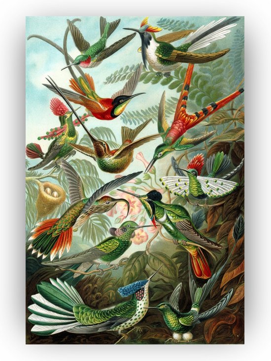 Trochilidae - Ernst Haeckel - Kinderkamer schilderijen canvas - Wanddecoratie Kinderkamer - Vintage schilderij - Canvas schilderij - Slaapkamer decoratie - 40 x 60 cm 18mm