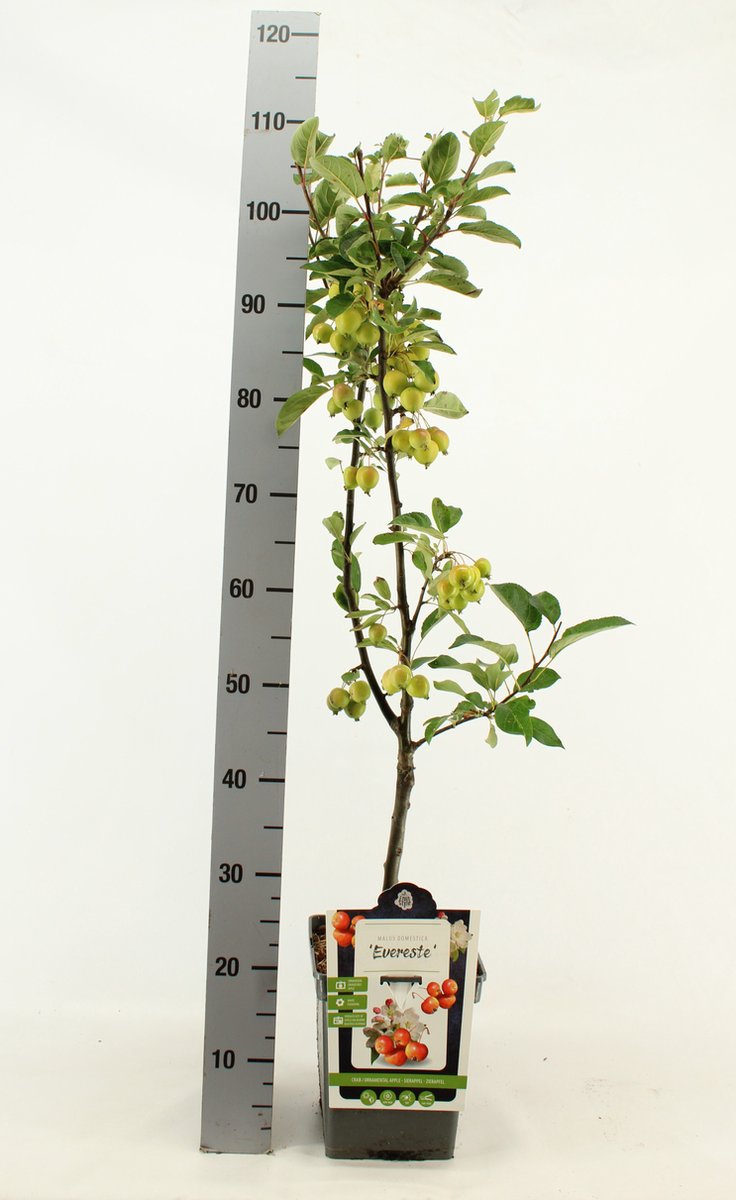 Patio Sierappel - Malus 'Evereste' - Sierboom - hoogte 90 - 100 cm