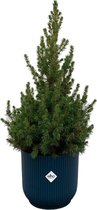 Green Bubble - Picea Glauca (kerstboom) inclusief elho Vibes Fold Round blauw Ø22 - 60 cm