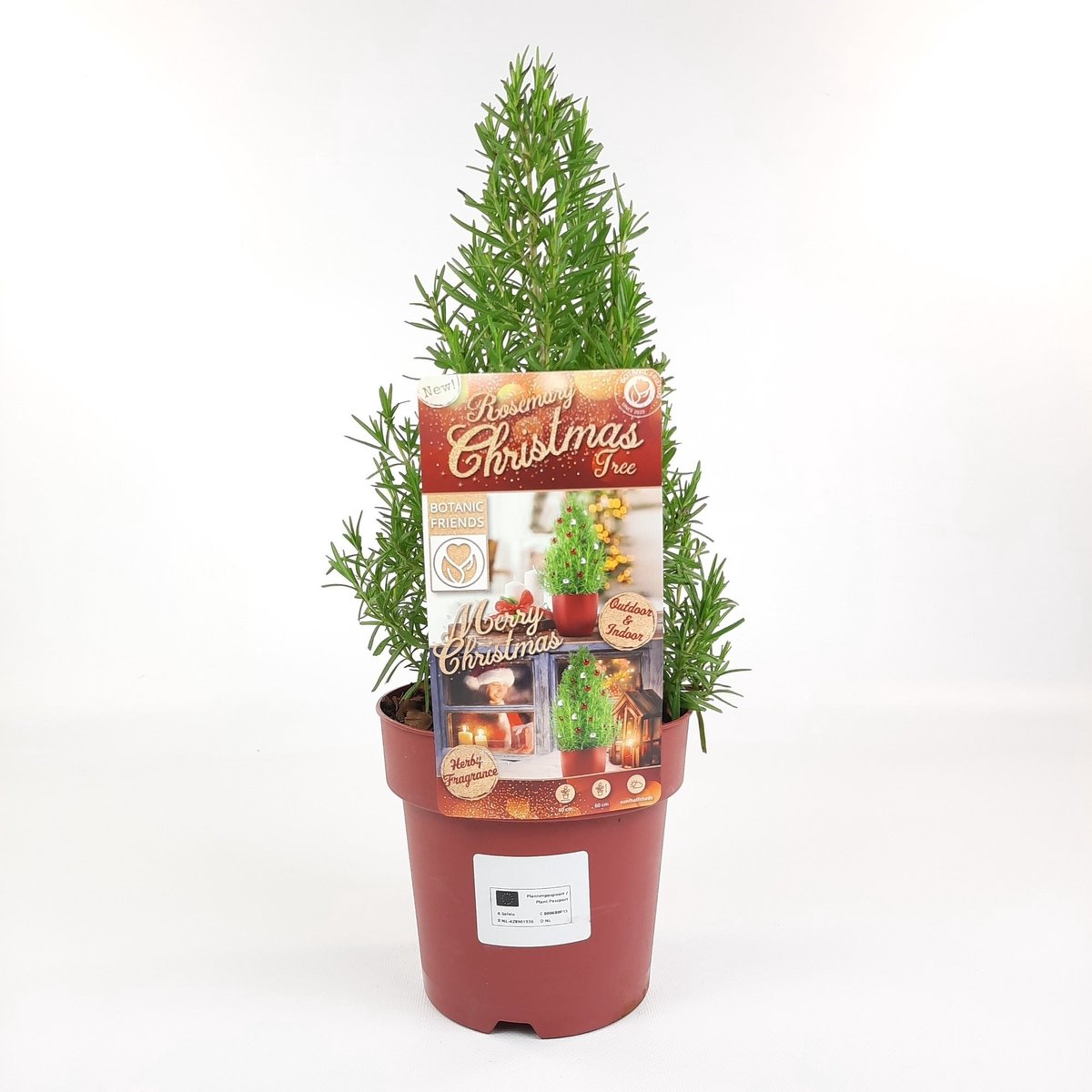 2x Rosmarinus Christmas Tree - Geurende Rozemarijn kerstboom in 15cm potten met hoogte 30-40cm