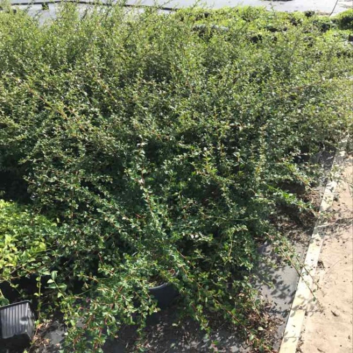 Cotoneaster suecicus 'Coral Beauty' C2 30-40 cm