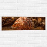 Muursticker - Schelp - Closeup - Zand - Strand - 90x30 cm Foto op Muursticker