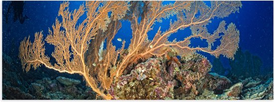 Poster Glanzend – Oceaan - Zee - Onderwaterleven - Koraal - Duiken - Kleuren - 90x30 cm Foto op Posterpapier met Glanzende Afwerking