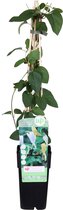 Klimplant – Japanse kamperfoelie (Lonicera Japonica) – Hoogte: 65 cm – van Botanicly