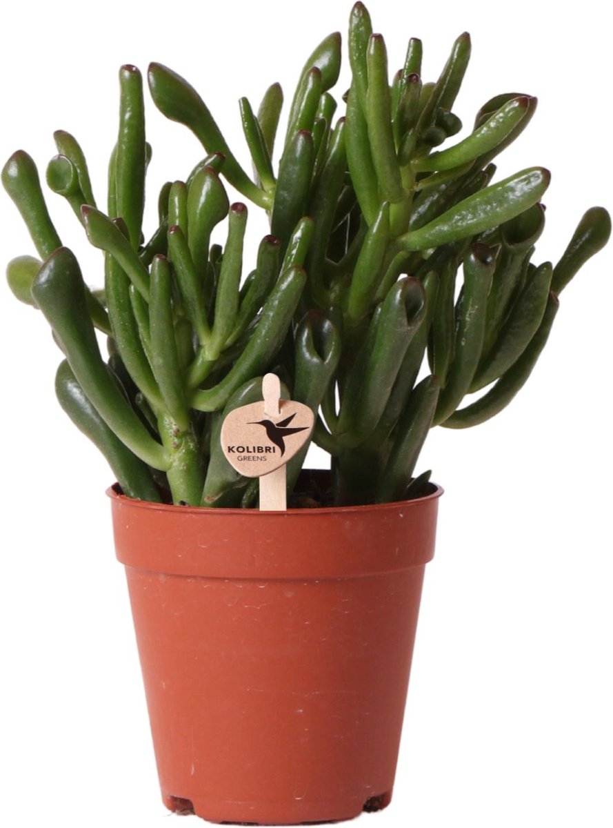 BOTANICLY Hobbitpalm (Crassulla hobit) – Hoogte: 18 cm – Kamerplant van
