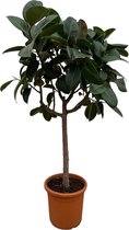 Loofboom – Japanse Esdoorn (Acer Palmatum) – Hoogte: 180 cm – van Botanicly
