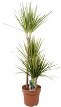 Groene plant – Drakenboom (Dracaena Marginata Sunray) – Hoogte: 120 cm – van Botanicly