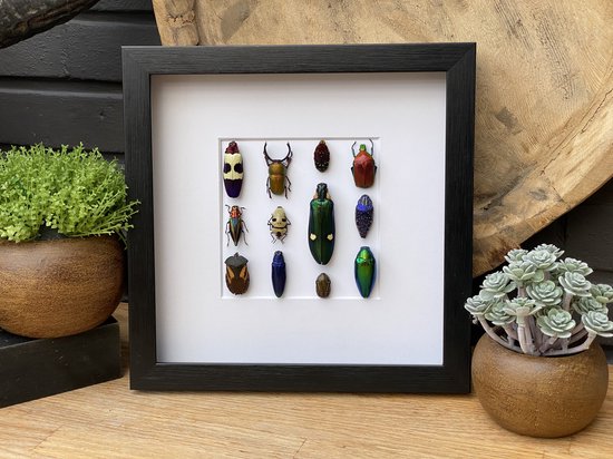 Lijst met "insect art" - echte kever verzameling - Entomologie - Taxidermie