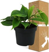 Groene plant – Philodendron (Philodendron scandens) – Hoogte: 20 cm – van Botanicly