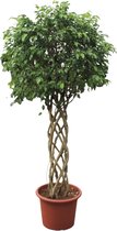 Groene plant – Treurvijg (Ficus benjamina Exotica) – Hoogte: 250 cm – van Botanicly