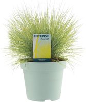 Grassen en bodembedekkers – Blauw Schapengras (Festuca glauca) – Hoogte: 30 cm – van Botanicly