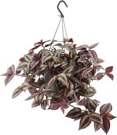 Hangplant – Chinese Waaierpalm (Tradescantia Zebrina) – Hoogte: 25 cm – van Botanicly