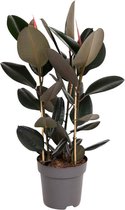 Groene plant – Rubberboom (Ficus elastica Abidjan) – Hoogte: 110 cm – van Botanicly