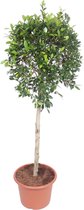 Bonsai – Vioolplant (Ficus Nitida) – Hoogte: 170 cm – van Botanicly