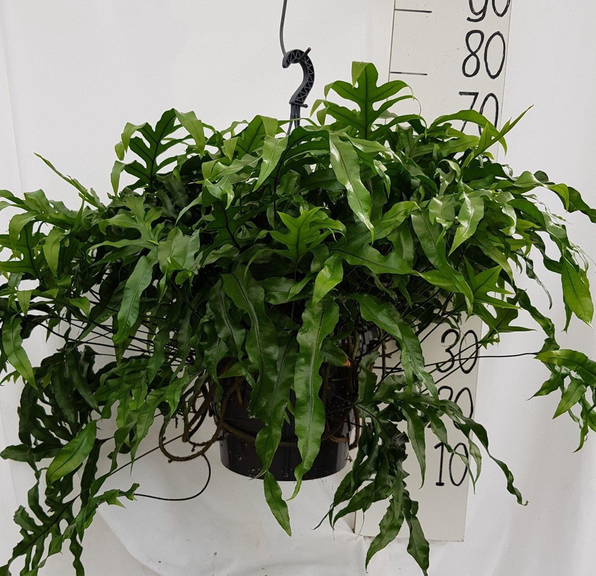 BOTANICLY Varen – Kangoeroevaren (Microsorum Diversifolium) met bloempot – Hoogte: 50 cm – van
