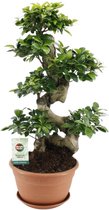 Bonsai – Ficus ginseng (Ficus Ginseng) met bloempot – Hoogte: 70 cm – van Botanicly