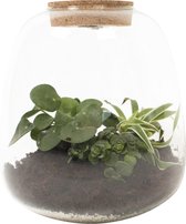 DIY Flessentuin met Glas-1 ong. 25 cm groot - Mini-ecosysteem voor jouw Urban Jungle van Botanicly