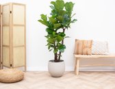 Groene plant – Vioolplant (Ficus Lyrata) – Hoogte: 200 cm – van Botanicly
