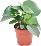 Groene plant – Peperomia Raindrop (Peperomia Raindrop) – Hoogte: 20 cm – van Botanicly