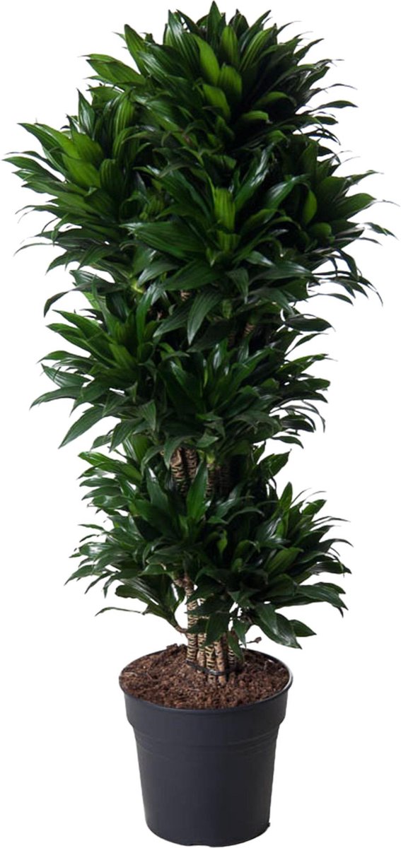 BOTANICLY Groene plant – Drakenboom (Dracaena compacta) – Hoogte: 140 cm – van
