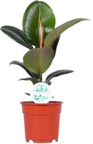 Groene plant – Rubberboom (Ficus Elastica Robusta) – Hoogte: 55 cm – van Botanicly