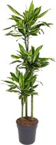 Groene plant – Drakenboom (Dracaena Golden Coast) – Hoogte: 160 cm – van Botanicly