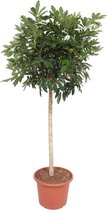 Groene plant – Vingersboom (Schefflera) – Hoogte: 190 cm – van Botanicly