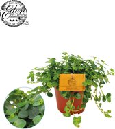 Hangplant – Kanonplantje (Pilea depressa Sao Paulo) – Hoogte: 20 cm – van Botanicly
