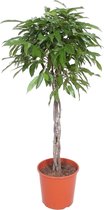 Groene plant – Langbladige vijgenboom (Ficus Amstel King) – Hoogte: 150 cm – van Botanicly