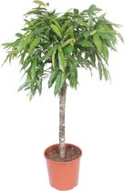 Groene plant – Langbladige vijgenboom (Ficus Amstel King) – Hoogte: 140 cm – van Botanicly