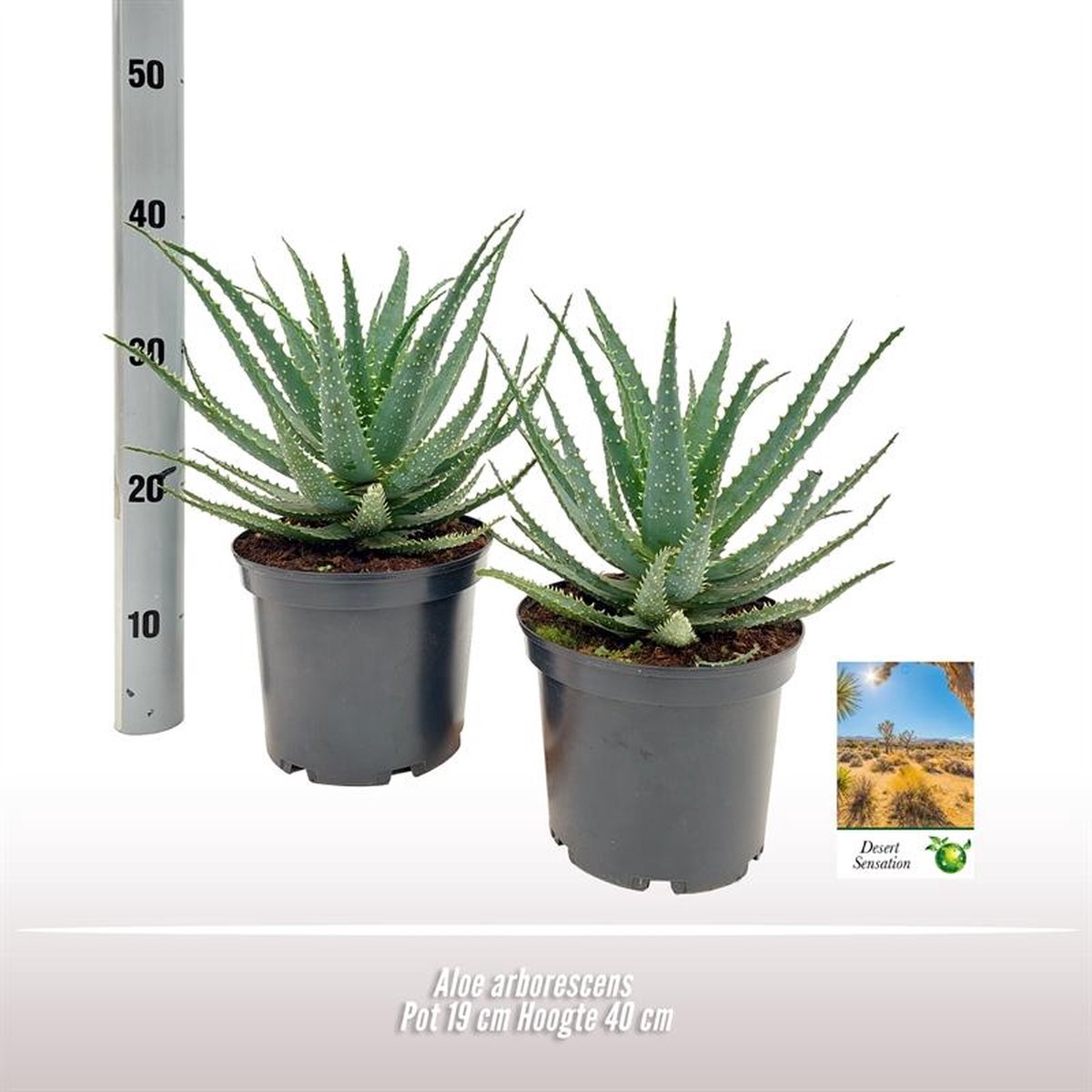 BOTANICLY Vetplant – Boom Aloë (Aloe Arborescens) – Hoogte: 35 cm – van