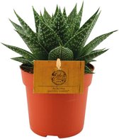 Vetplant – Gasteria (Gasteria Hybride Aurora) – Hoogte: 15 cm – van Botanicly