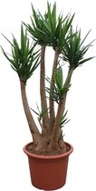 Yucca – Palmlelie (Yucca elephantipes) – Hoogte: 230 cm – van Botanicly