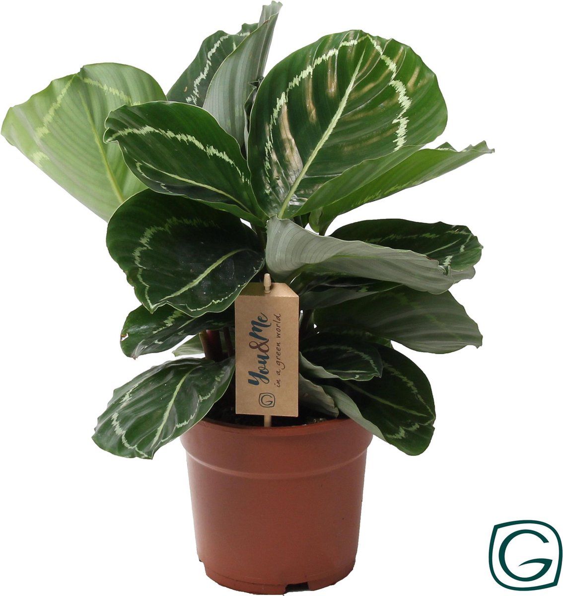 BOTANICLY Calathea – Marantaceae (Calathea Julia) met bloempot – Hoogte: 25 cm – van