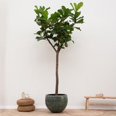 Groene plant – Vioolplant (Ficus Lyrata) – Hoogte: 300 cm – van Botanicly