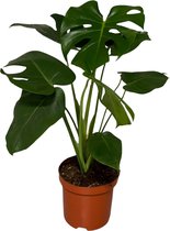 Monstera – Gatenplant (Monstera Deliciosa) – Hoogte: 65 cm – van Botanicly