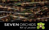 DutchFlowers - Boeket - 10x Dianthus tros solomio clif 60cm