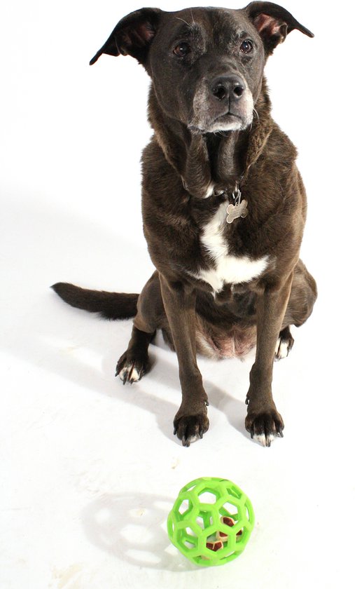 Een zittende donkere hond kijkt naar een groene JW Hol-ee Roller bal op de grond.