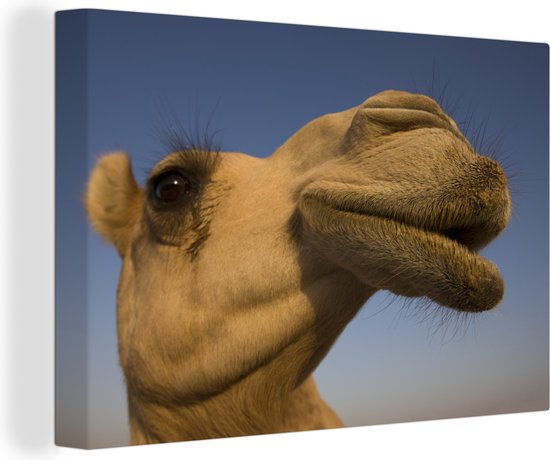 Canvas schilderij 180x120 cm - Wanddecoratie Zij-aanzicht van het hoofd van de kameel - Muurdecoratie woonkamer - Slaapkamer decoratie - Kamer accessoires - Schilderijen