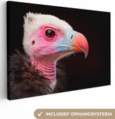 Portrait vautour coloré sur toile fond noir 2cm 60x40 cm - Tirage photo sur toile (Décoration murale salon / chambre)