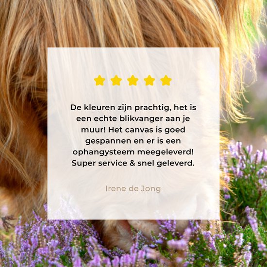 Close-up highlander écossais sent la toile de bruyère violette 2cm